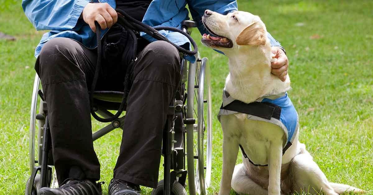 Assist Animals